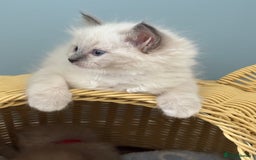 Ragdoll cats for sale:  gccf blue mitted girl champion lines 1 left  - Image 17