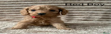 Cavapoo Puppy 5