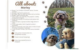 Cavapoo dogs for sale: RESERVED: Loving Toy-Cavapoo needs new home - Image 3