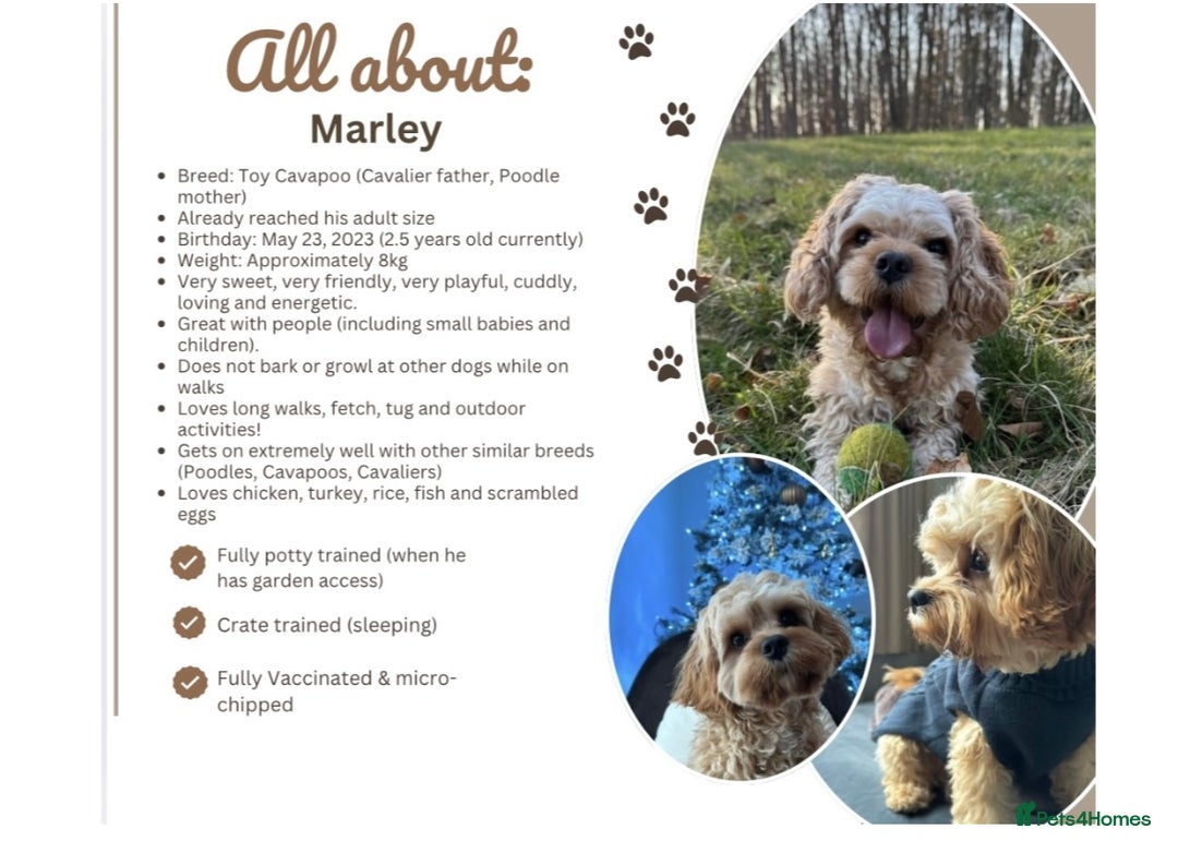 Cavapoo dogs for sale: RESERVED: Loving Toy-Cavapoo needs new home - Image 3