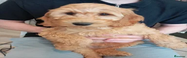 Cockapoo 1