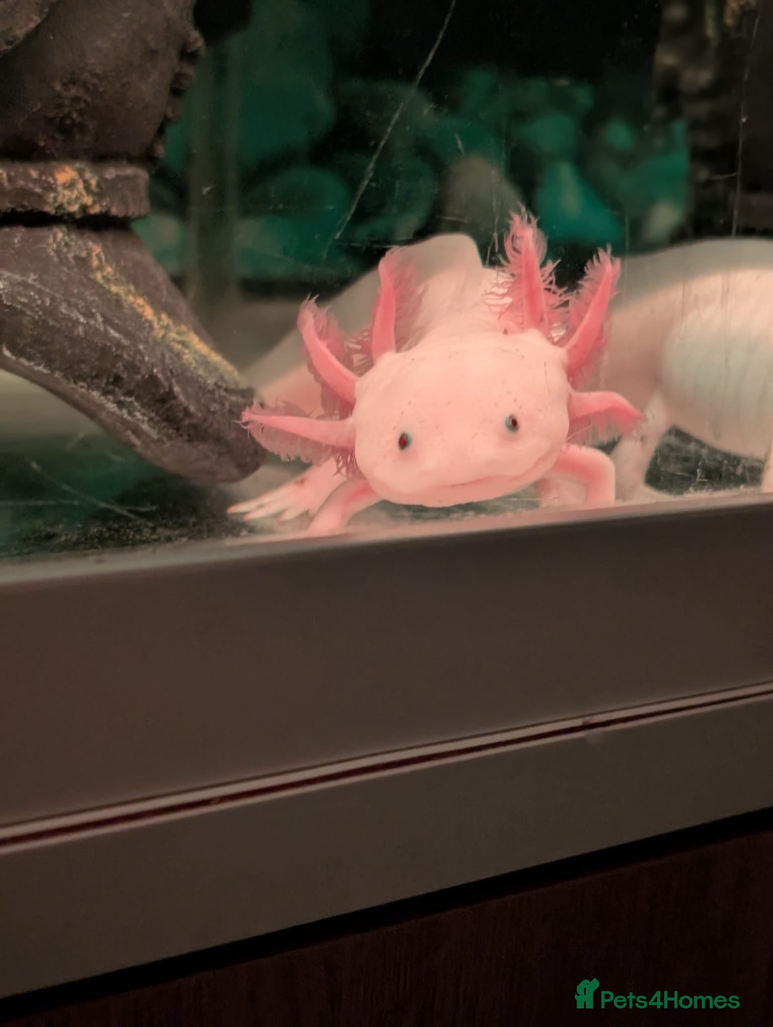 Axolotl reptiles Axolotl - Advert 1