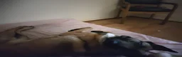 Belgian Shepherd Dog dogs for sale: Beautiful Belgium Malinois  in London - Advert 2