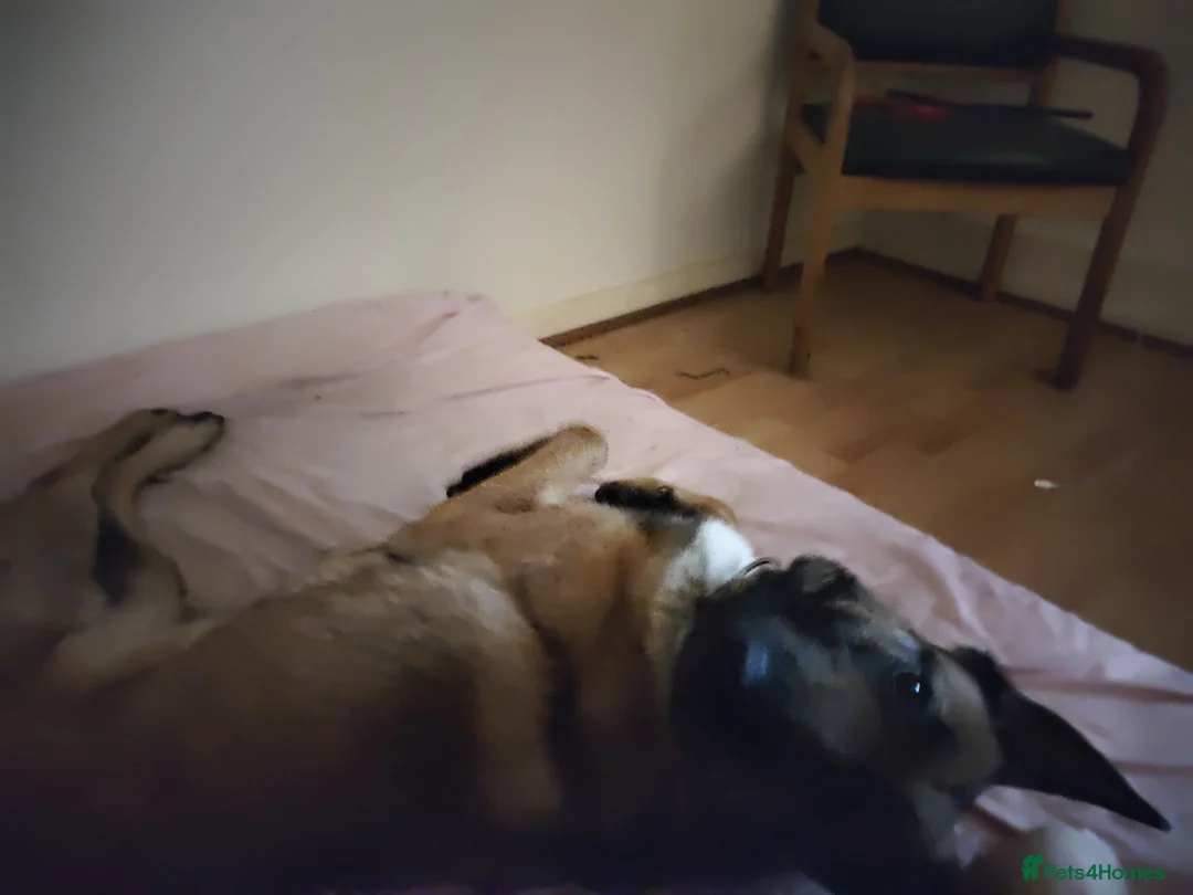 Belgian Shepherd Dog dogs for sale: Beautiful Belgium Malinois  in London - Advert 2