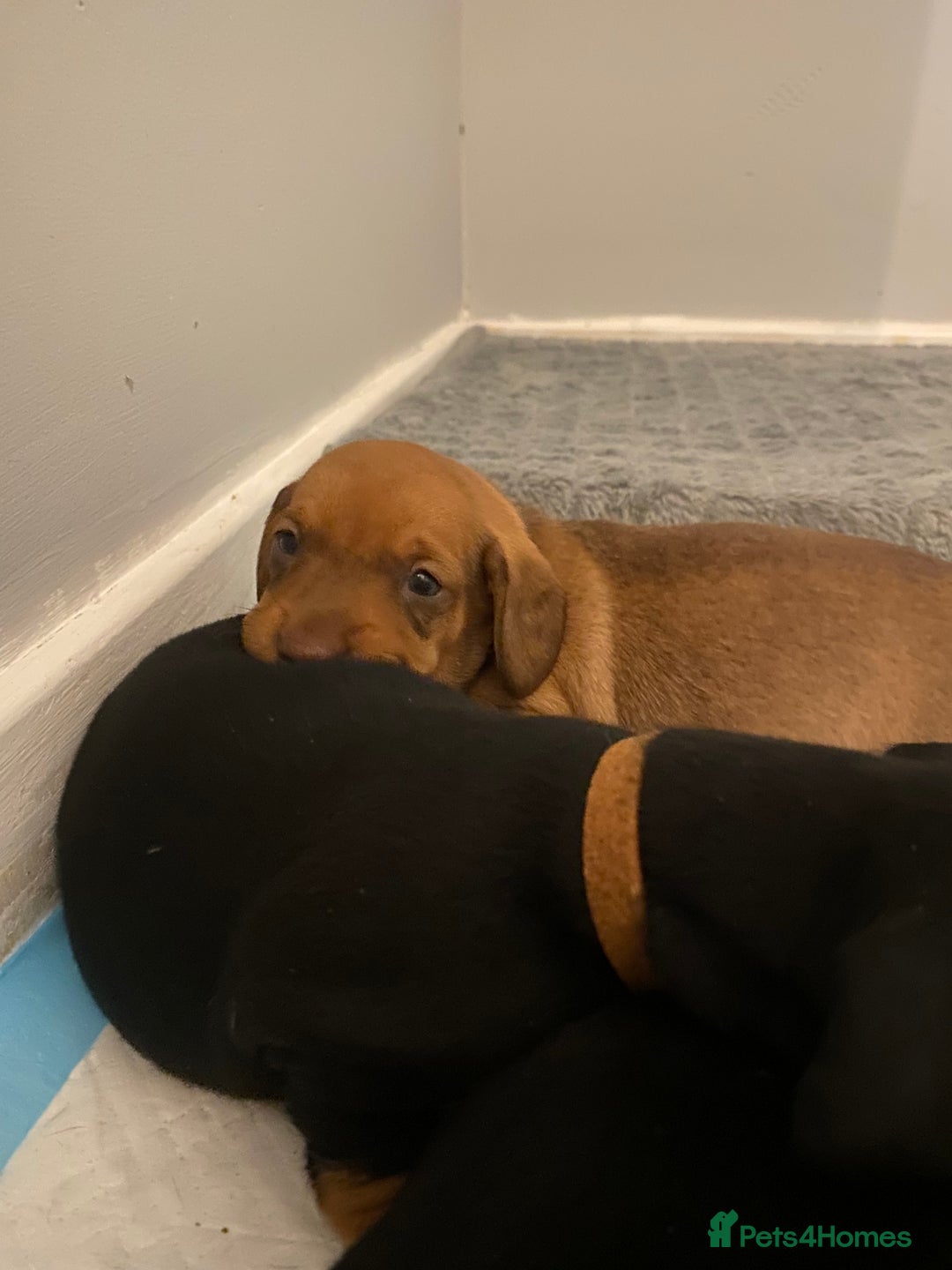 Dachshund dogs for sale: Dachshund puppys - Image 6