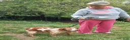 Brittany Spaniel dogs for adoption: Quira in Ilfracombe - Advert 2