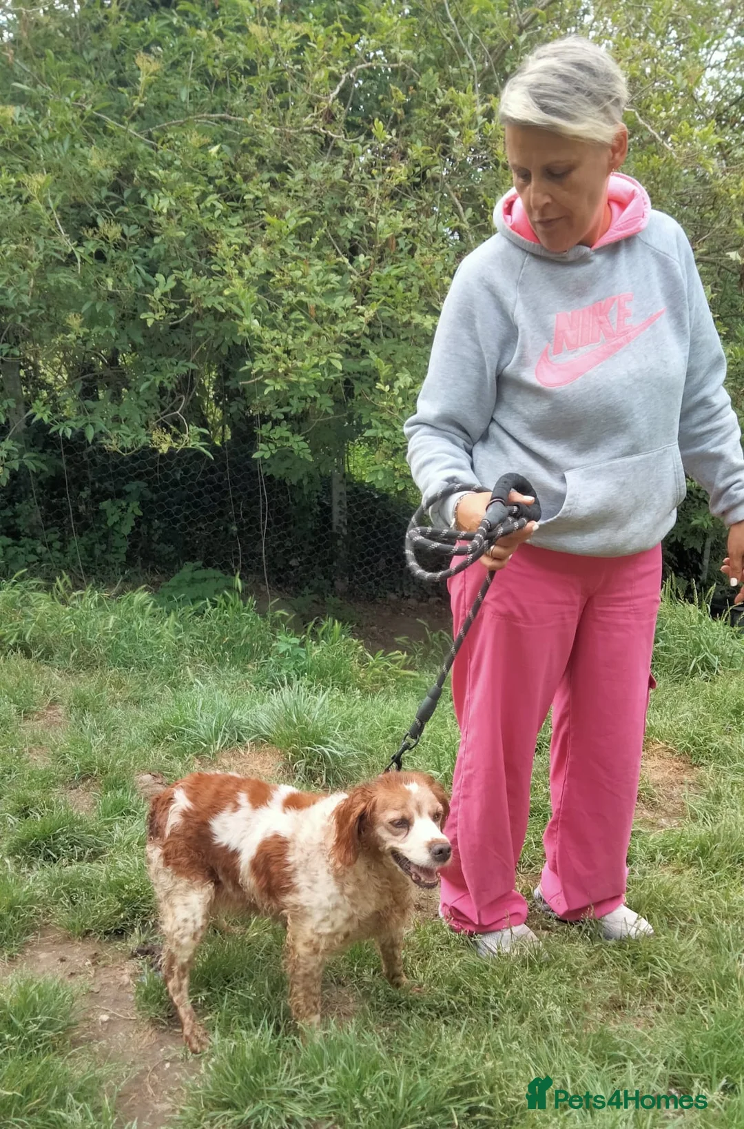 Brittany Spaniel dogs for adoption: Quira in Ilfracombe - Advert 2