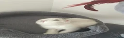 Scottish Fold cats for sale: Adorable Scottish Fold Kittens - Advert 4