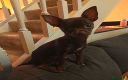 Chihuahua dogs for sale: Kiki  - Image 3