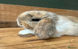 Mini Lop rabbits for sale: MINI LOP BUNNIES / PEDIGREE  - Image 4