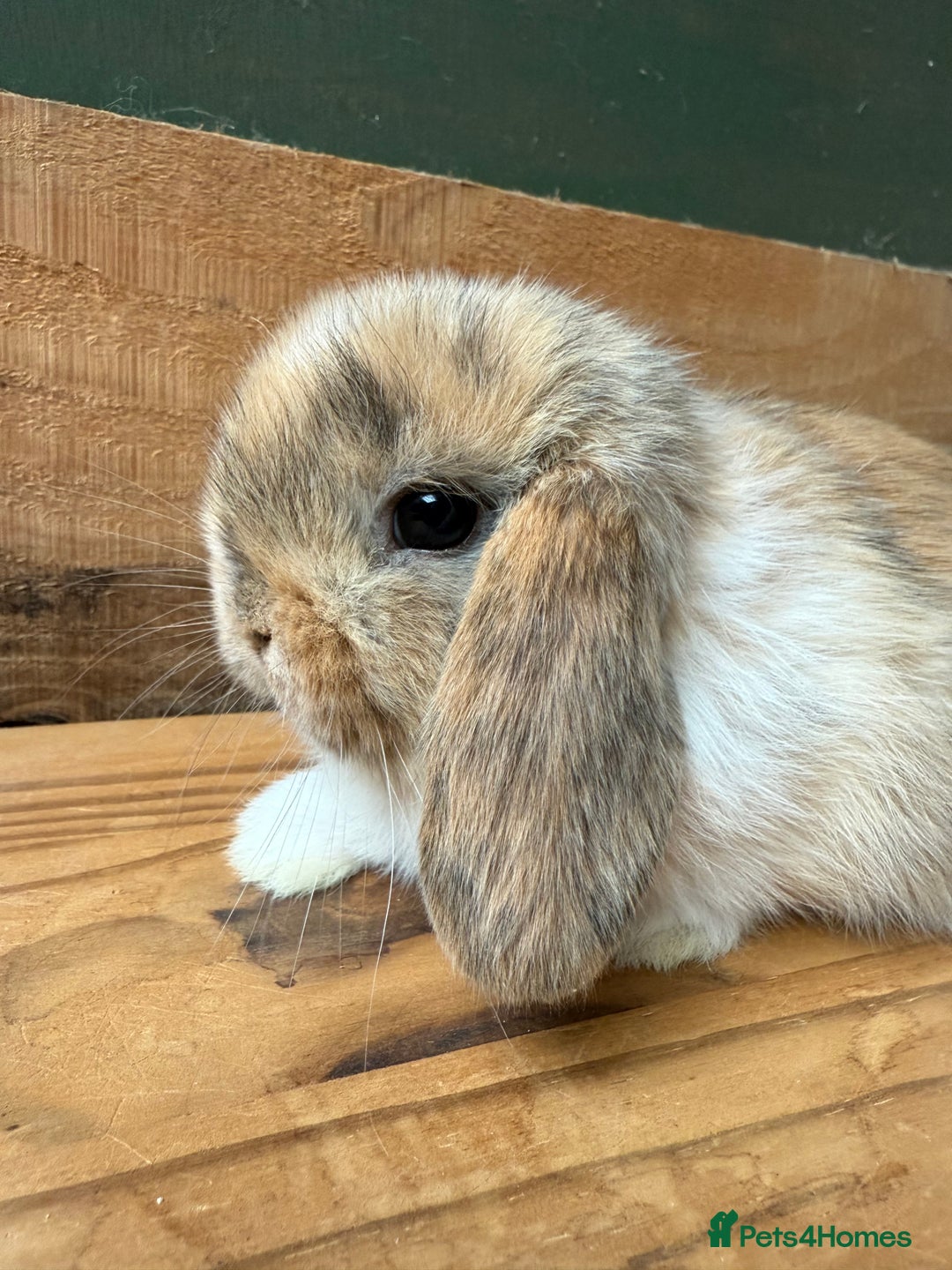 Mini Lop rabbits for sale: MINI LOP BUNNIES / PEDIGREE  - Image 4