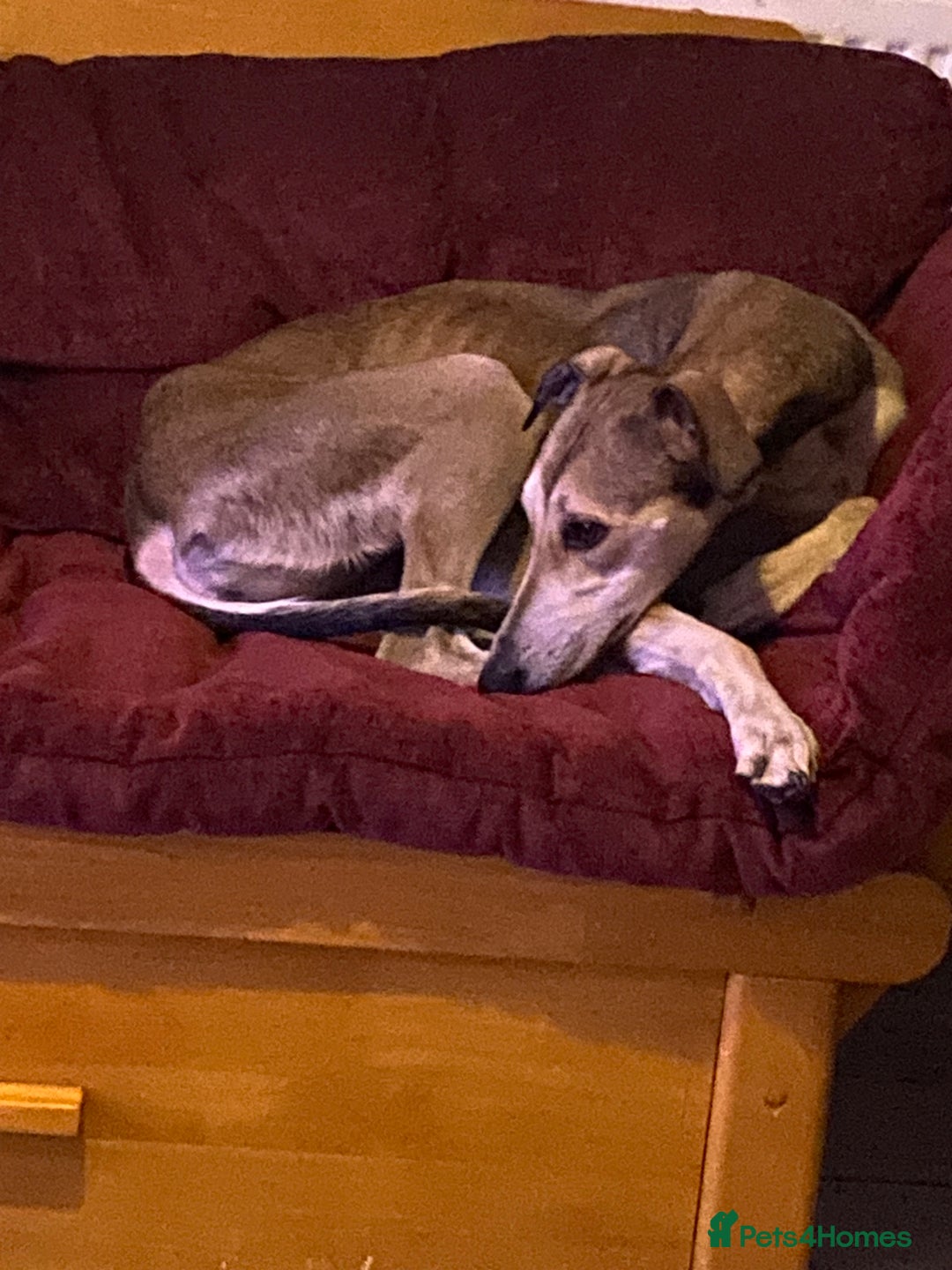 Greyhound dogs for sale: Greyhounds two years old  - Advert 5