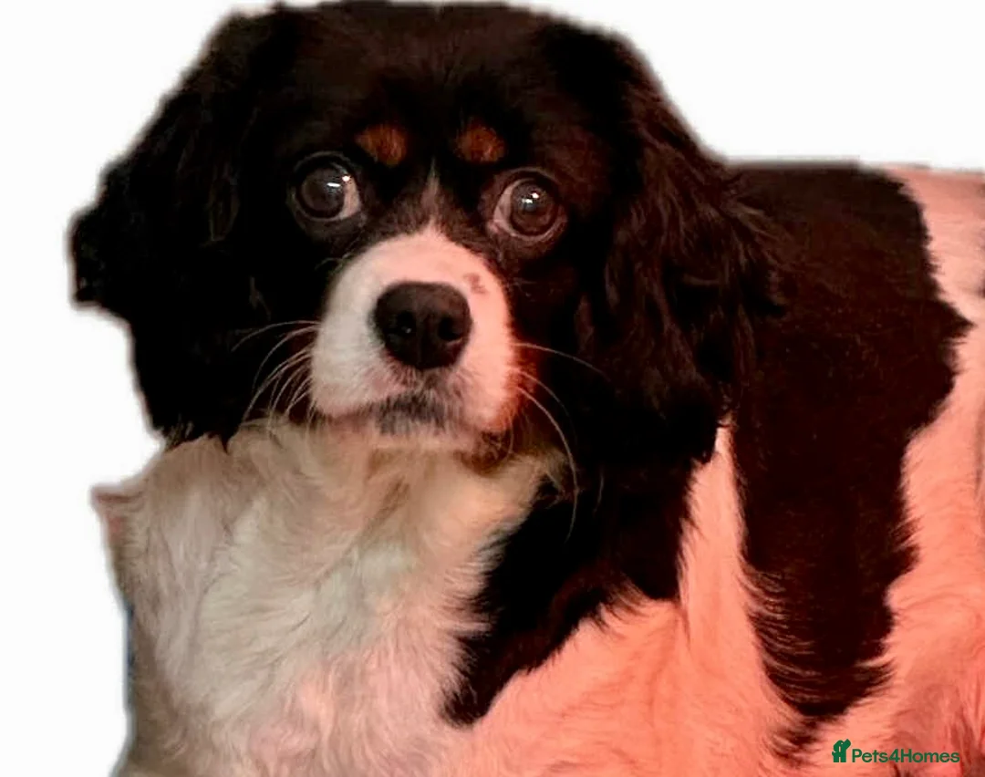 Cavapoo dogs for sale: Stunning DNA CAVAPOO puppies - Advert 2