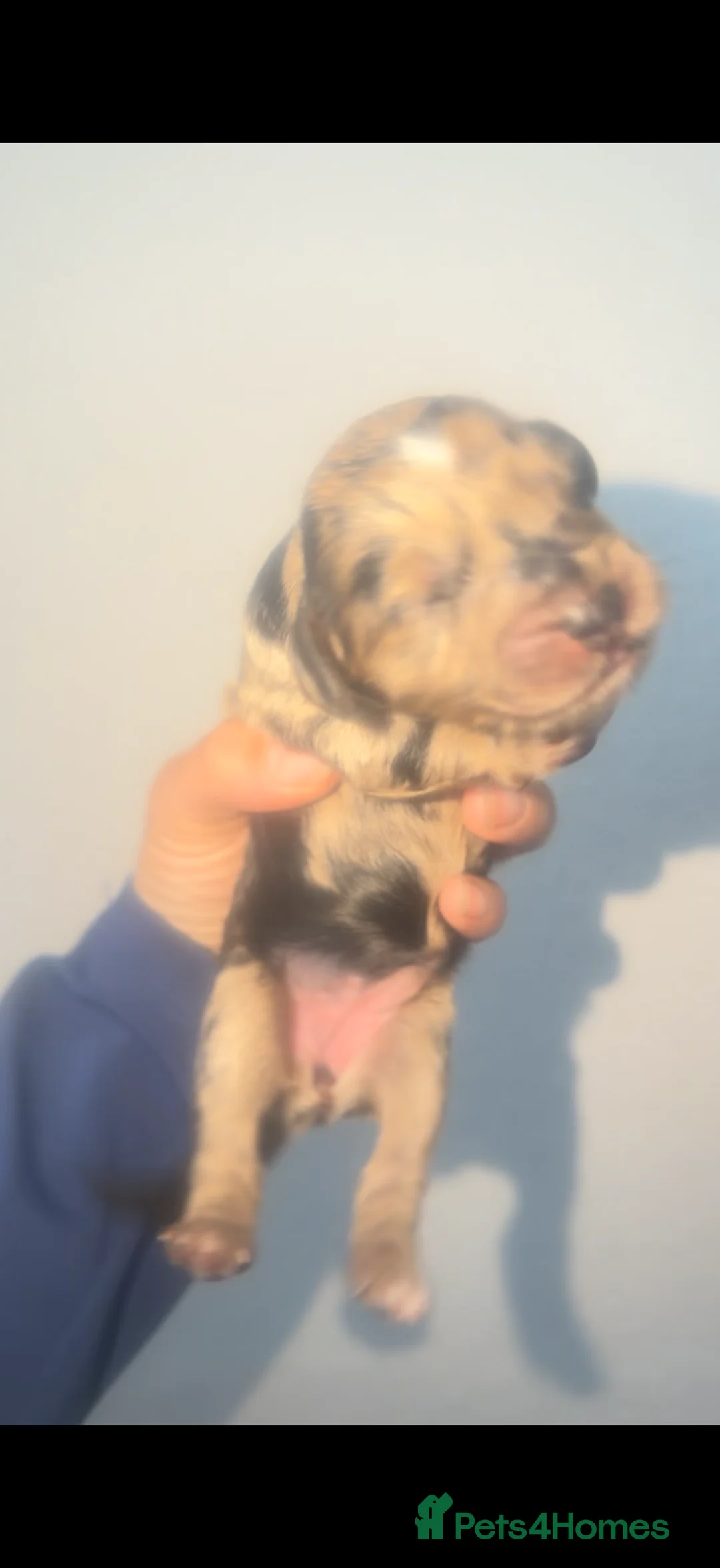 Cockapoo dogs for sale: Cockerpoo - Advert 2