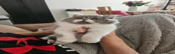 Persian cats for sale: Stuning Persian Girls - Advert 6