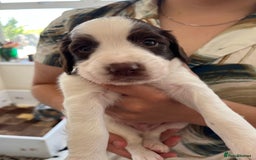 English Springer Spaniel dogs for sale: Beautiful springer spaniel puppies - Image 10