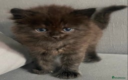Siberian cats for sale: Siberian Kittens Neva Masquerade White - Image 21