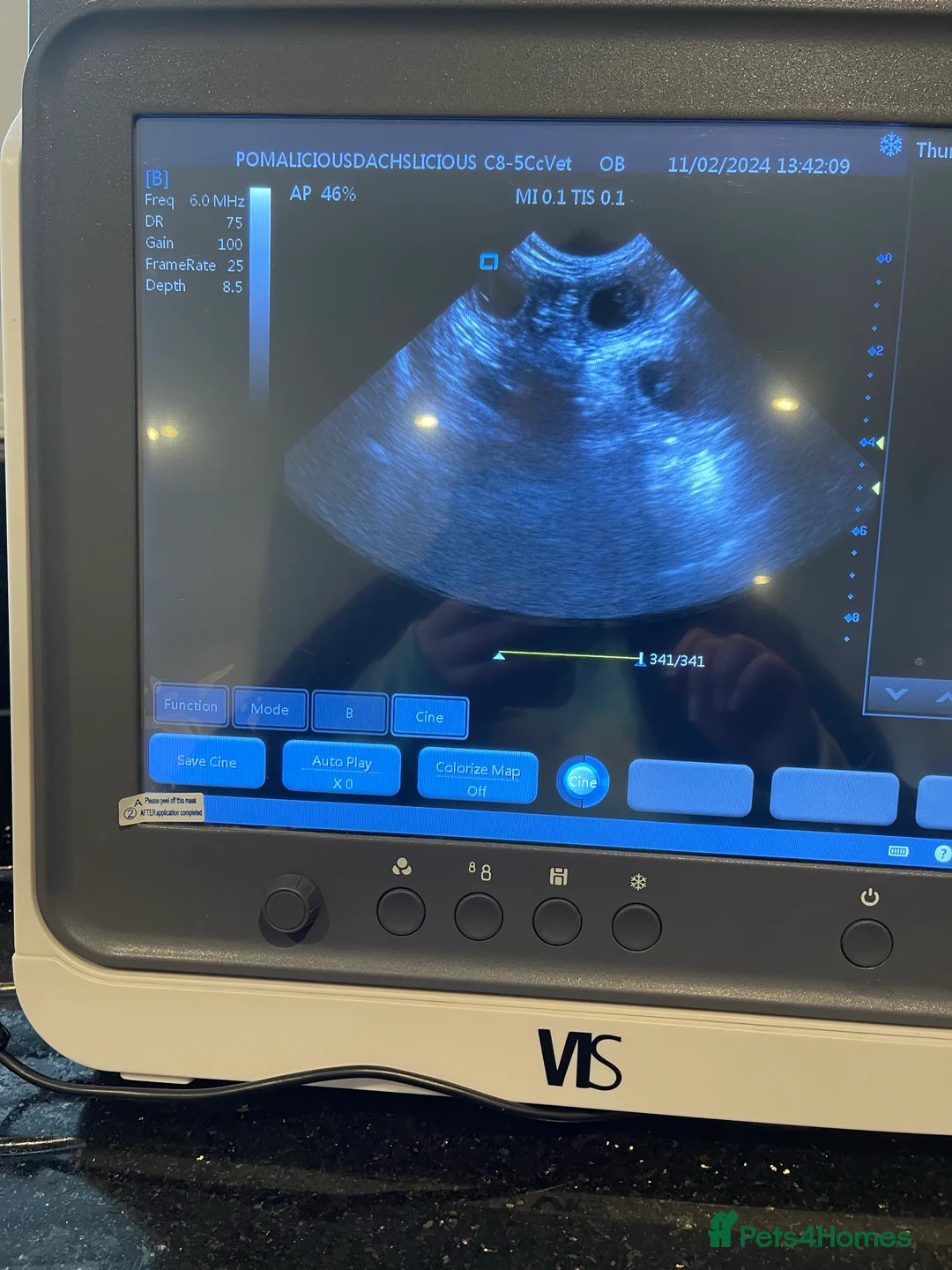 Toy Poodle dogs for stud: PHANTOM TOY POODLE AVAILABLE AT STUD in Grays - Advert 20