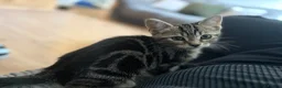 Mixed Breed cats for sale: Beautiful tabby male  - Advert 4