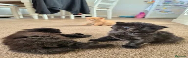 Kitty 3 Wigglywoo