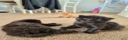 Mixed Breed cats for sale: VERY FRIENDLY FLUFFY KITTENS - Advert 12