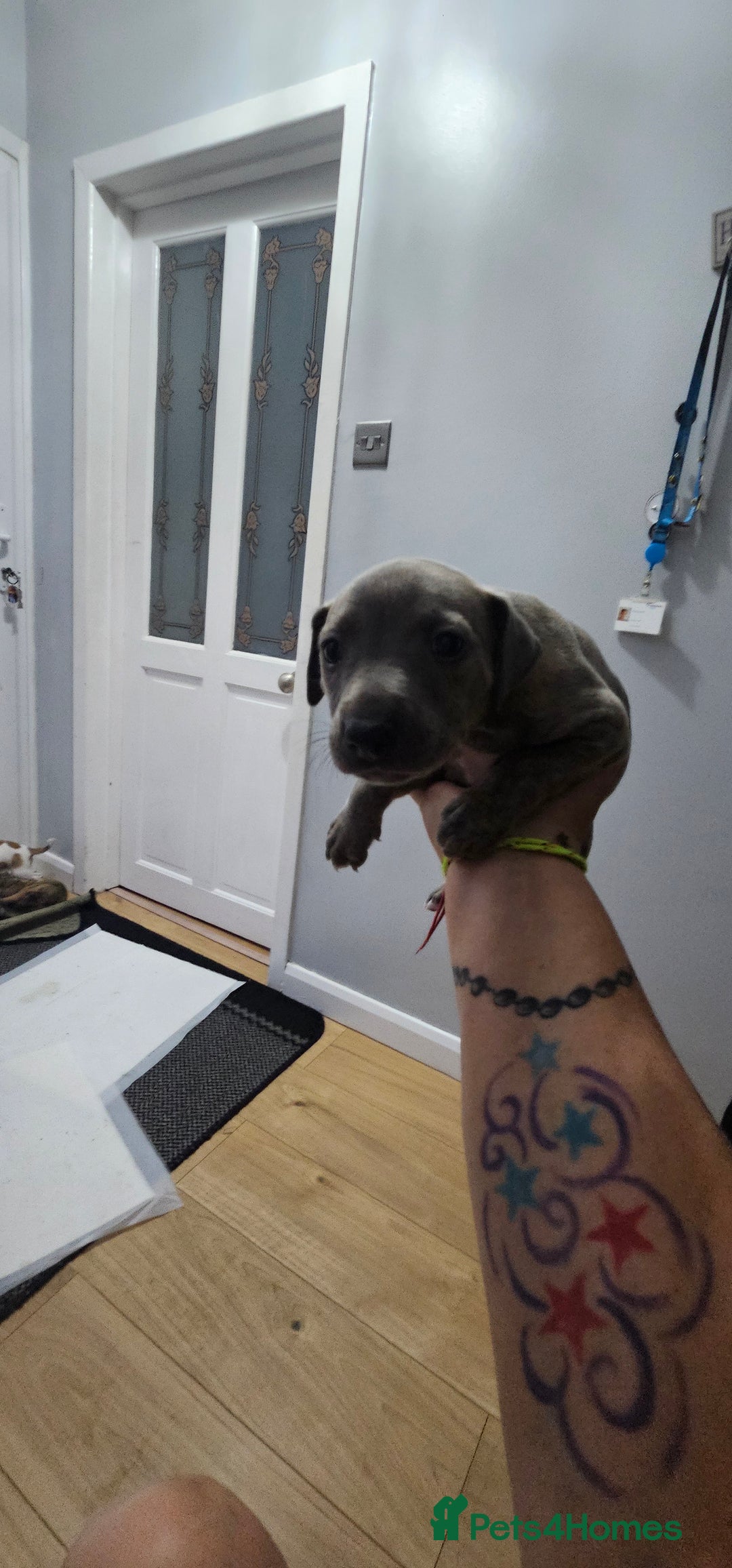 Whippet dogs for sale: Whippet puppies  - Image 3