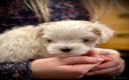 Maltese dogs for sale: Korean Maltese - 2 boys available  - Advert 15