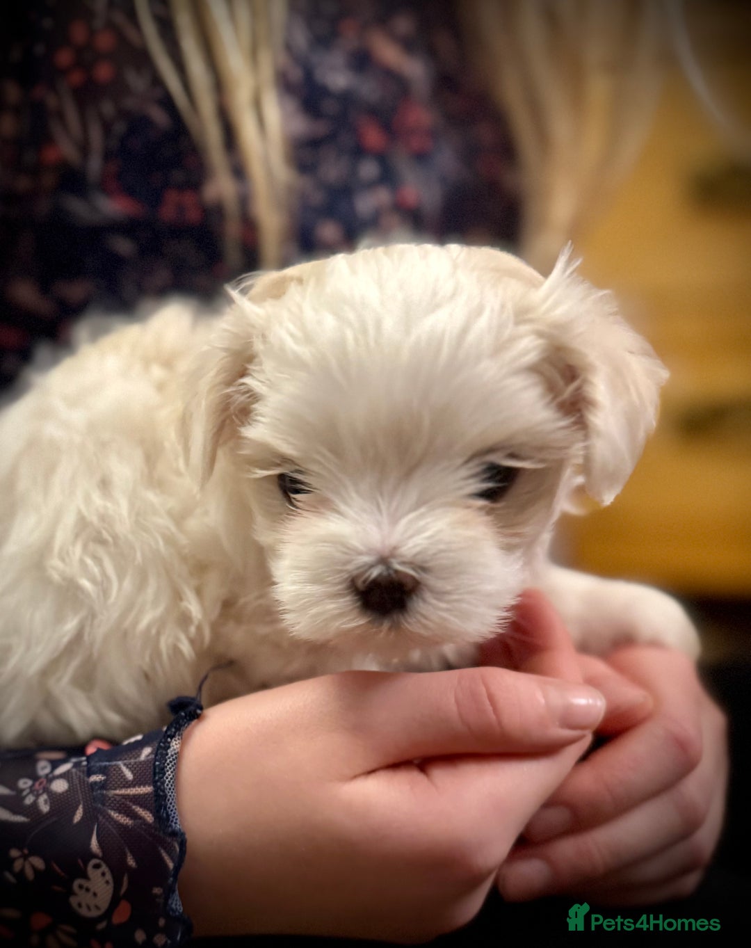 Maltese dogs for sale: Korean Maltese - 2 boys available  - Advert 15