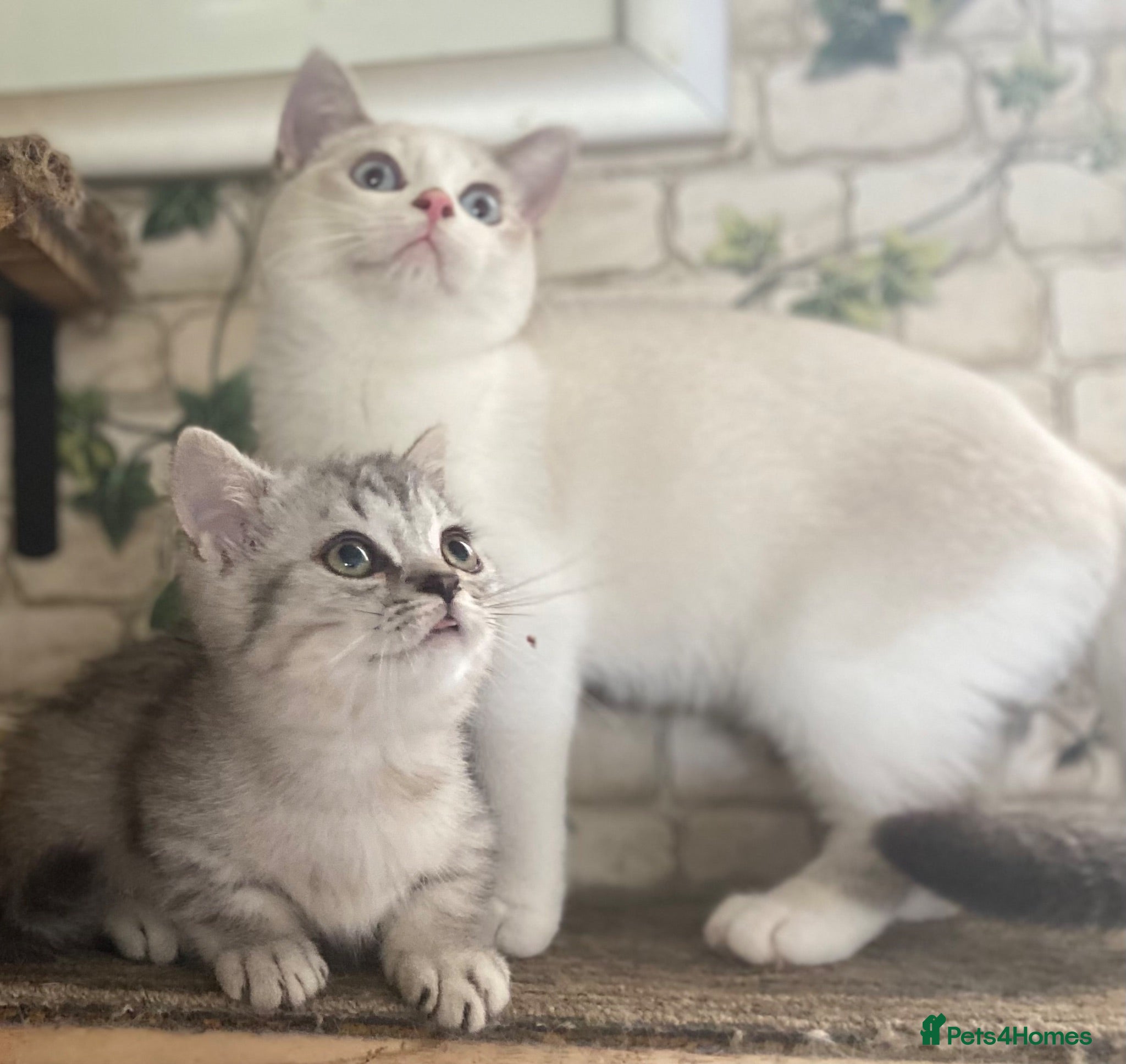 Munchkin cats ✨ Adorable TICA Registered Munchkin Kittens ✨ - Advert 1