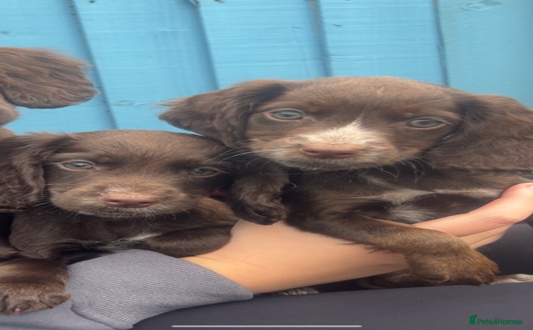 Cocker Spaniel dogs - Advert 9