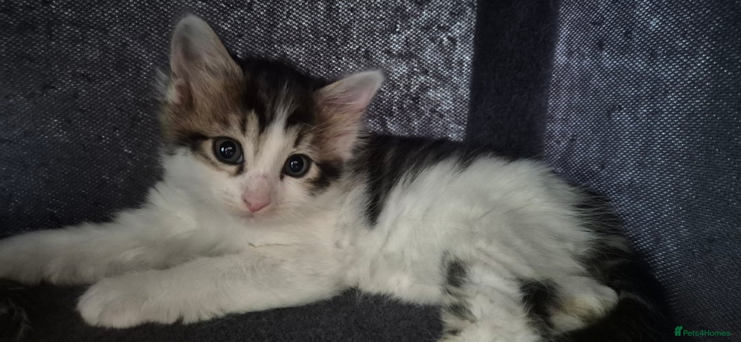 European cats for sale: Kitten for free - Image 4