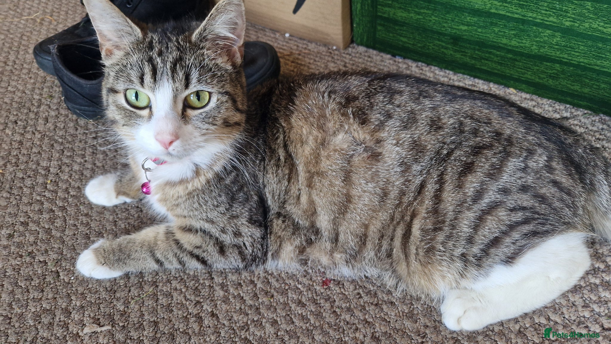 Mixed Breed cats Mum / kittens for sale  - Advert 1