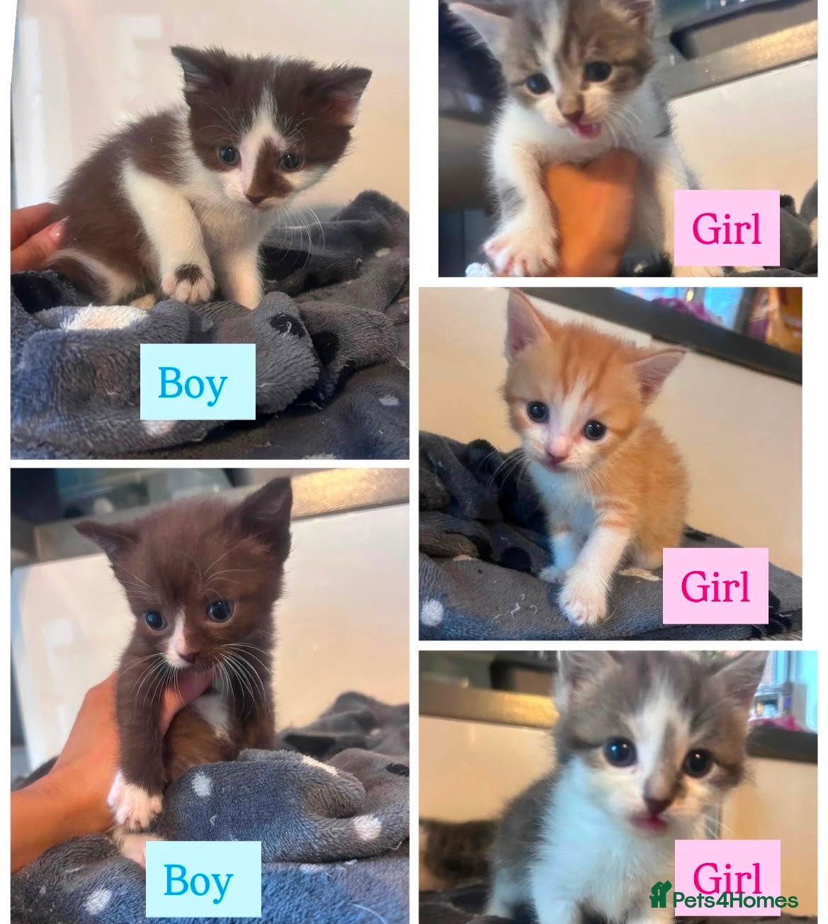 Mixed Breed cats Half Sphynx Kittens  - Advert 3