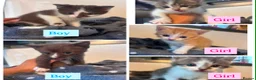 Mixed Breed cats for sale: Half Sphynx Kittens  - Advert 1
