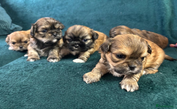 Shih Tzu dogs - Advert 2