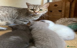 British Shorthair cats for sale: Healthy, happy kittens - Image 13