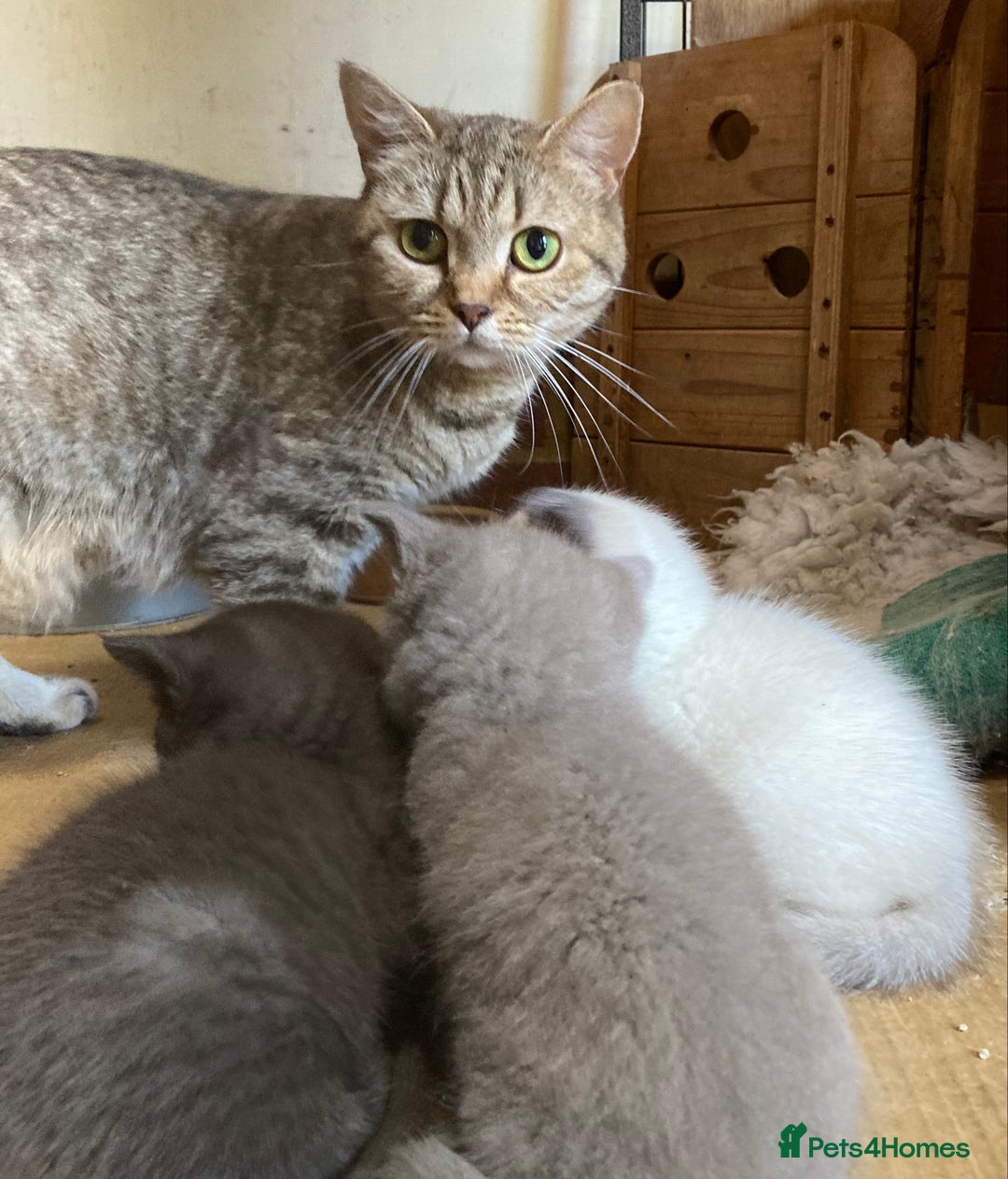 British Shorthair cats for sale: Healthy, happy kittens - Image 13