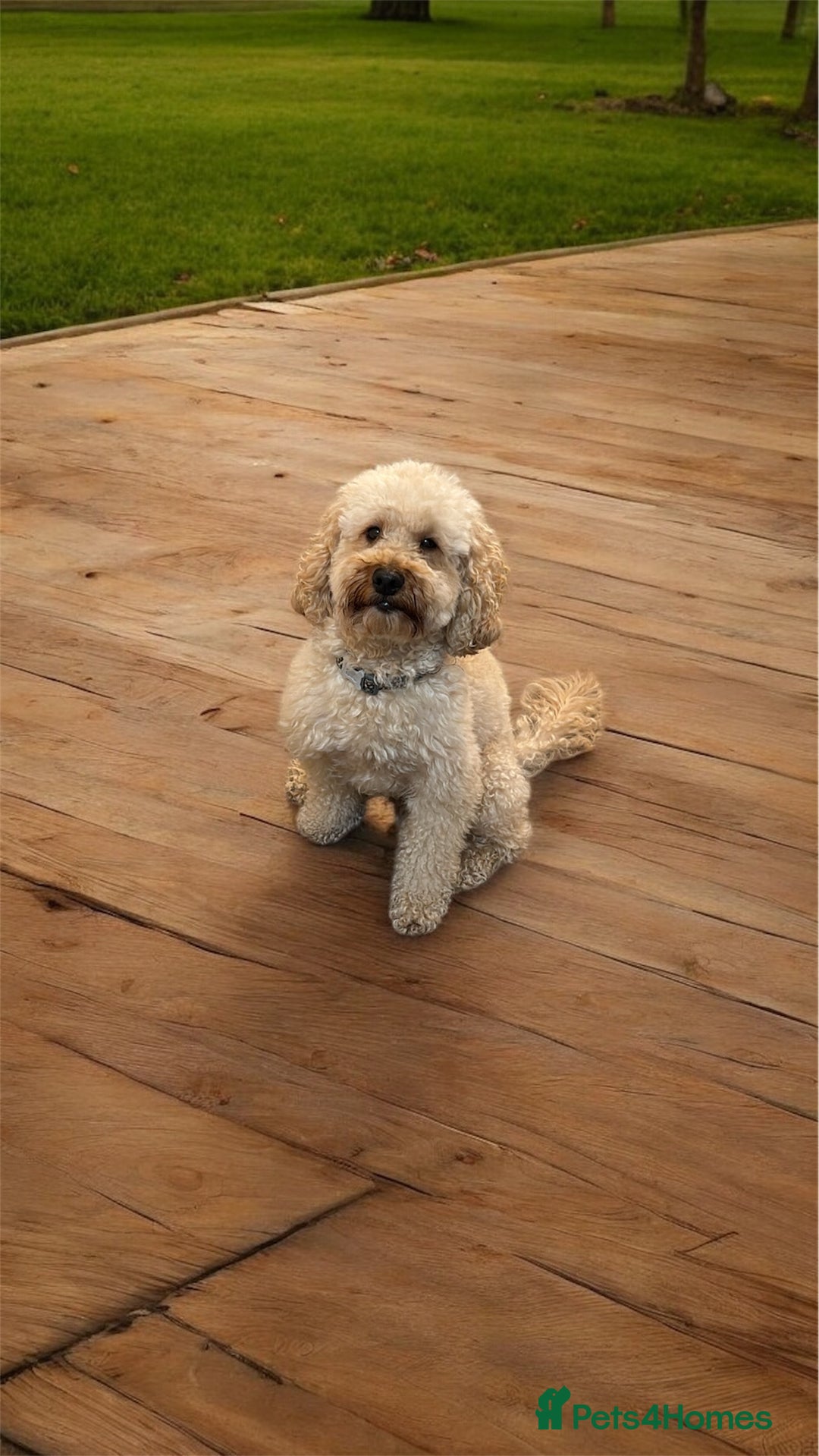 Cockapoo dogs for sale: 🌼 a beautiful litter of 6 cockerpoos/poodles - Advert 9