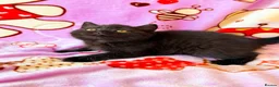 British Shorthair cats for sale: Beautiful British shorthair kittens available  - Advert 7
