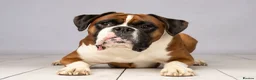 Boxer dogs for stud: KC Registered Boxer Stud Dog - Great Temperament - Advert 2