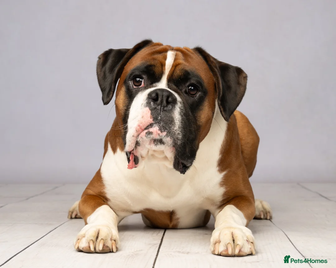 Boxer dogs for stud: KC Registered Boxer Stud Dog - Great Temperament - Advert 2