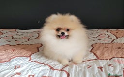 Pomeranian dogs for sale: XXS🐶KC REG🐾Pomeranian Puppies for sale🐶 in Brentwood - Image 7