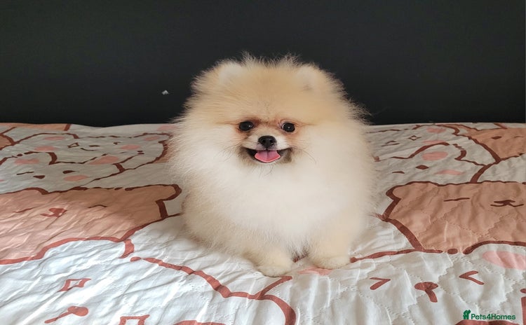 Pomeranian dogs in Brentwood - Advert 6