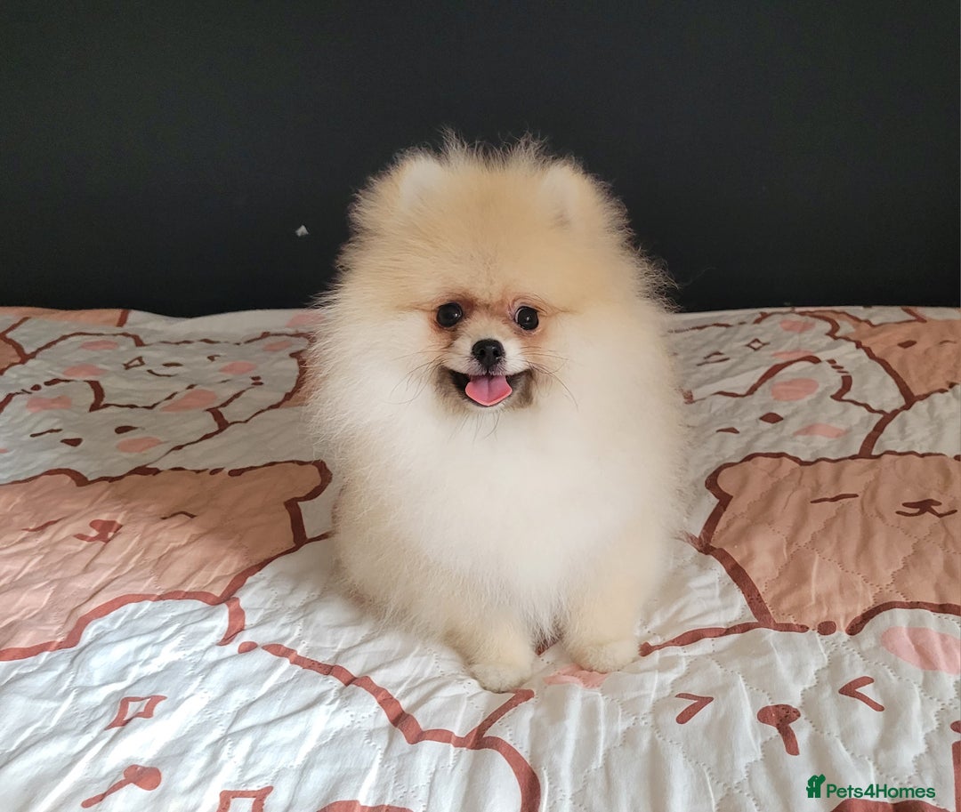 Pomeranian dogs for sale: XXS🐶KC REG🐾Pomeranian Puppies for sale🐶 in Brentwood - Image 7