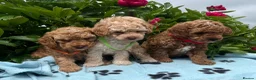 Cavapoochon dogs for sale: Cavapoochon puppies  - Advert 9