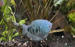 Plecos fish for sale: Juvenile bristle-nose plecos - Image 10