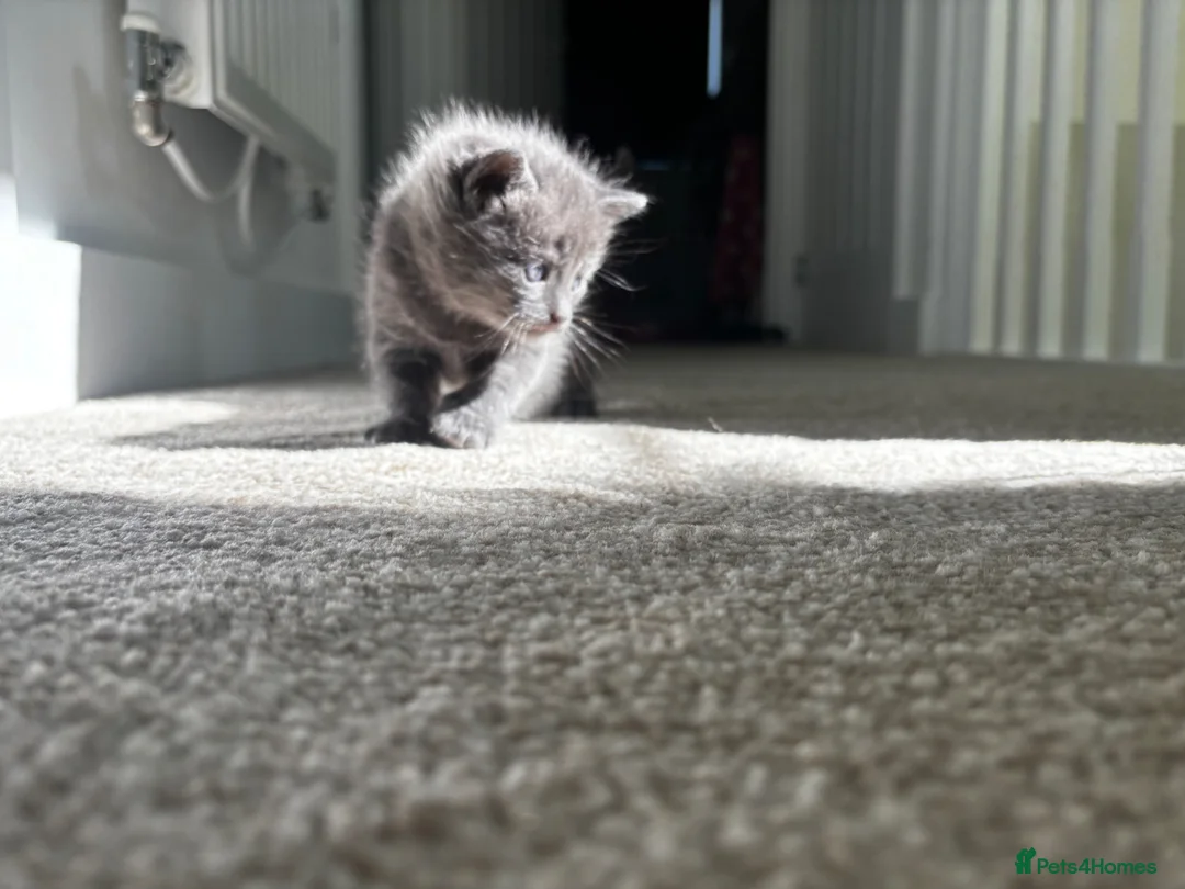 Mixed Breed cats for sale: Blue ragdoll x british shorthair - Advert 2