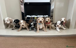 Cocker Spaniel dogs for sale: Kc reg show cockers READY TO LEAVE NOW 1 BOY LEFT - Image 5