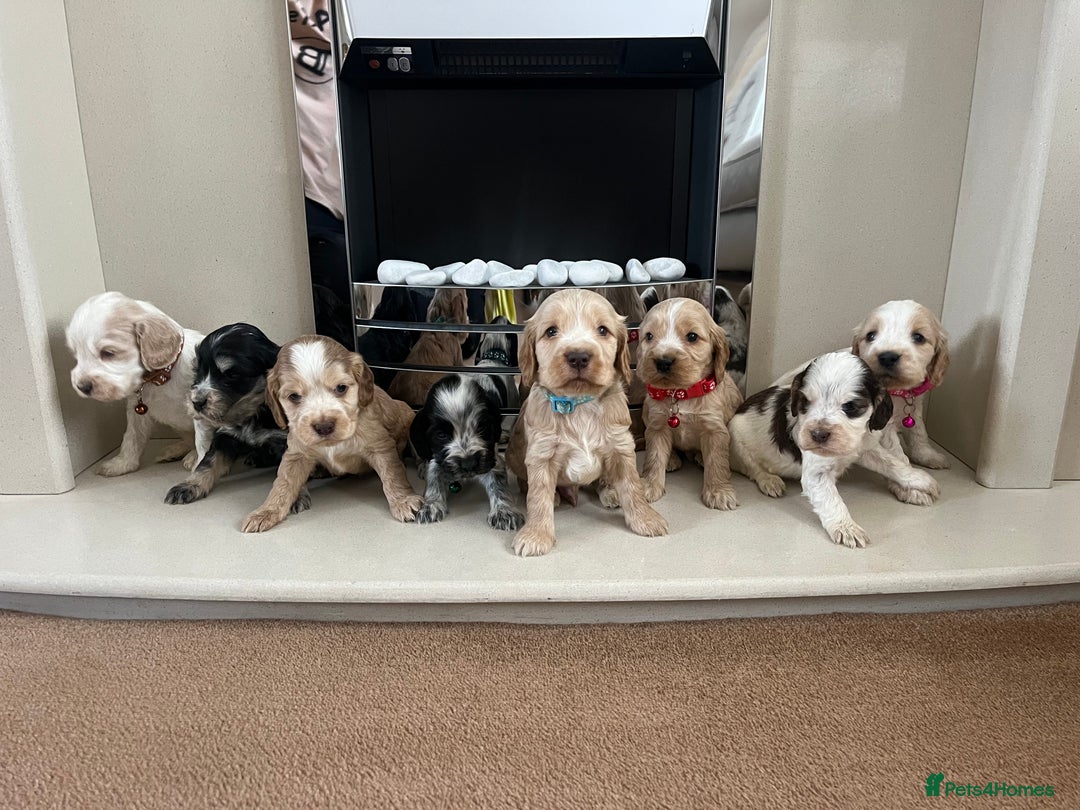 Cocker Spaniel dogs for sale: Kc reg show cockers READY TO LEAVE NOW 1 BOY LEFT - Image 5