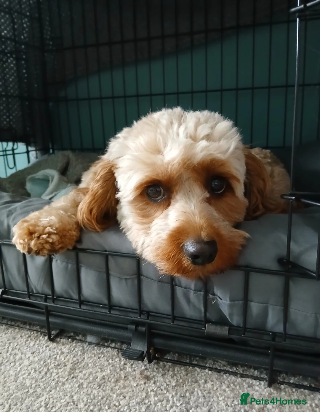 Cavapoo dogs for sale: Rupert - Advert 3